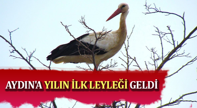 Aydın'a yılın ilk leyleği geldi