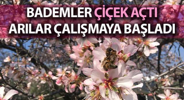 Aydın’da badem ağaçları çiçek açtı