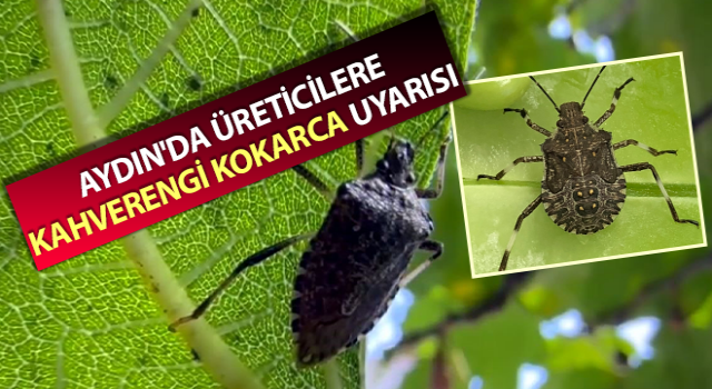 Çiftçiye kahverengi kokarca böceği uyarısı