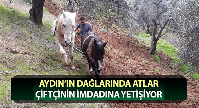 Ege’de havalar ılıman gidince çiftçiler tarlaya indi