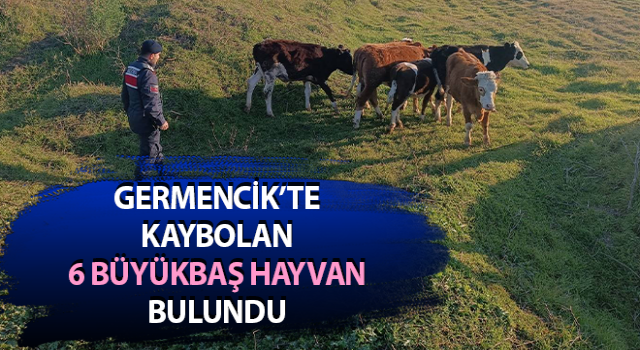 Otlarken kaybolan 6 büyükbaş hayvanı, jandarma buldu