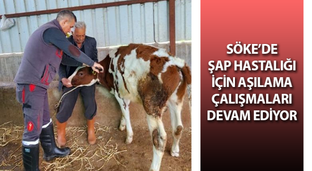 Söke’de şap hastalığı için aşılama çalışmaları sürüyor