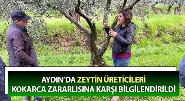 Zeytin üreticileri kokarca zararlısına karşı bilgilendirildi