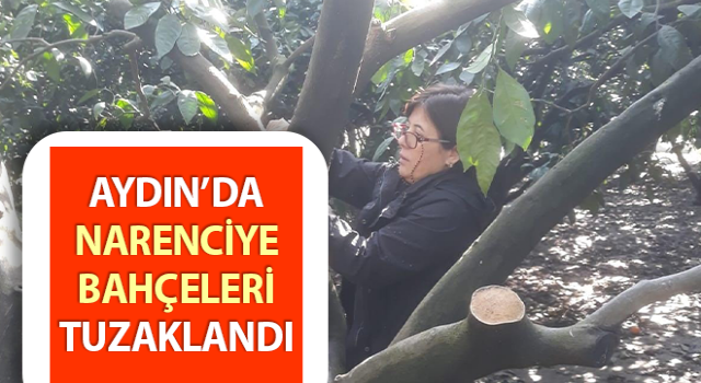 Aydın’da narenciye bahçeleri tuzaklandı