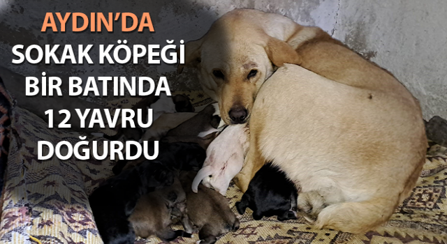 Aydın’da sokak köpeği bir batında 12 yavru doğurdu