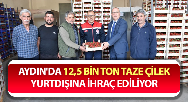 Aydın'da üretilen taze çilek yurtdışına ihraç ediliyor