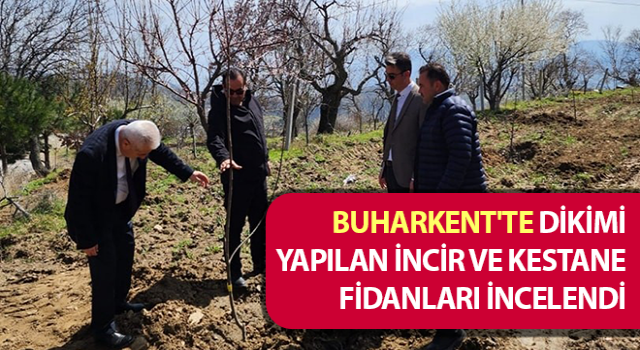 Buharkent'te incir ve kestane fidanları incelendi