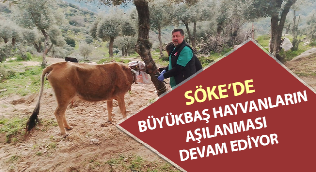 Büyükbaş hayvanların aşılanması devam ediyor