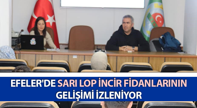 Efeler'de sarı lop incir fidanlarının gelişimi izleniyor