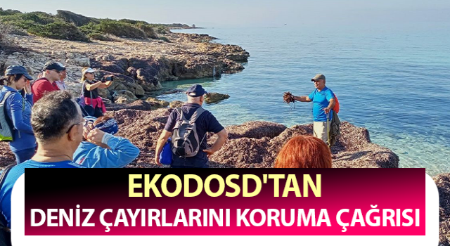 EKODOSD'tan deniz çayırlarını koruma çağrısı