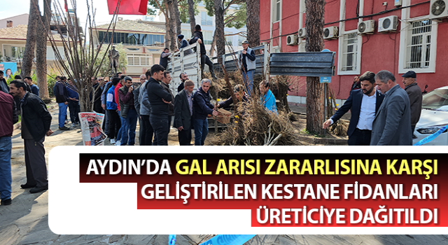 Gal arısı zararlısına karşı geliştirilen kestane fidanları üreticiye dağıtıldı