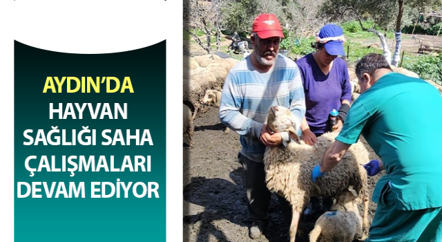 Söke’de küçükbaş hayvanlar aşılandı