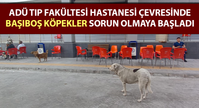 ADÜ Tıp Fakültesi Hastanesi çevresinde başıboş köpekler sorun olmaya başladı