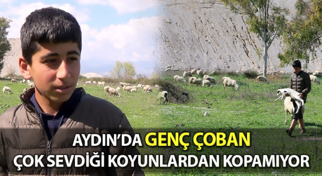 Genç çoban çok sevdiği koyunlardan kopamıyor