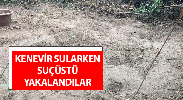 Germencik’te iki şahıs kenevir sularken suçüstü yakalandı