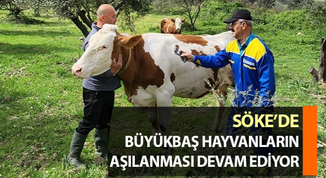 Söke’de büyükbaş hayvanların aşılanması sürüyor