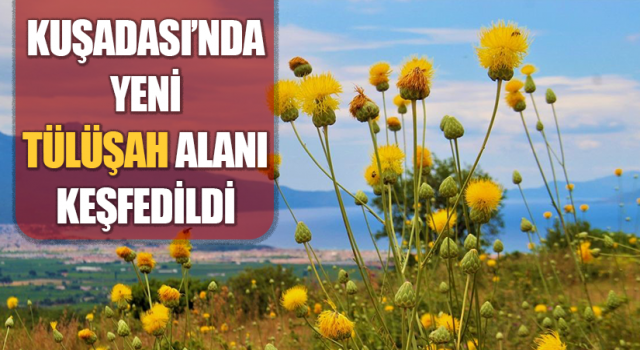 Yeni Tülüşah alanı keşfedildi