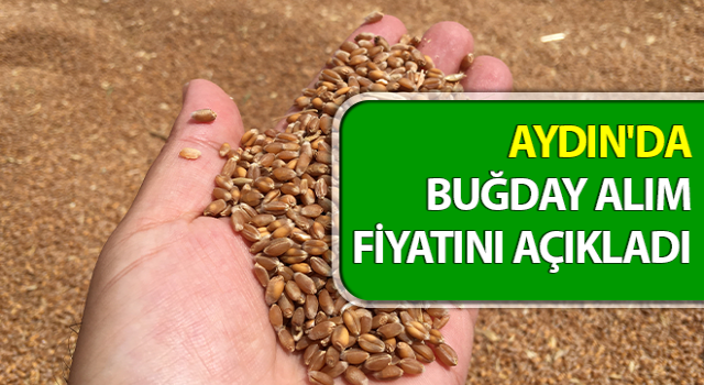 Aydın'da buğday alım fiyatını açıkladı