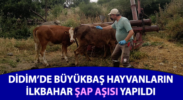 Büyükbaş hayvanların ilkbahar şap aşısı yapıldı