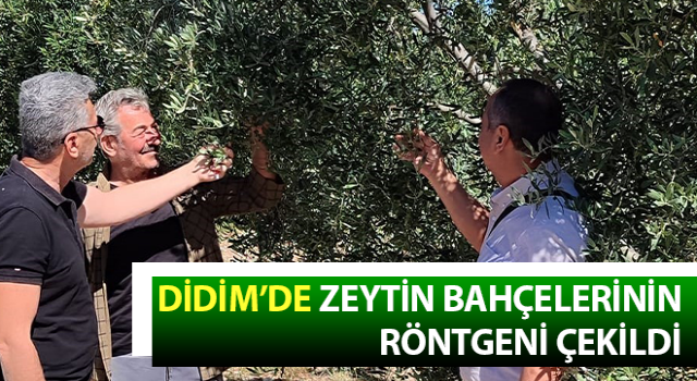 Didim’de zeytin bahçelerinin röntgeni çekildi