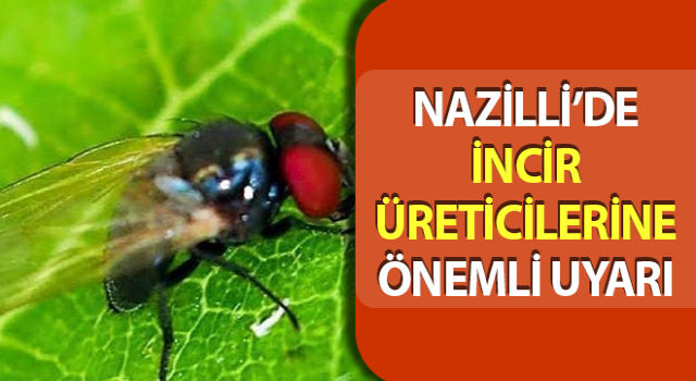 İncir üreticilerine önemli uyarı