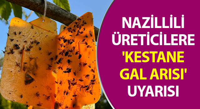 Nazillili üreticilere 'kestane gal arısı' uyarısı