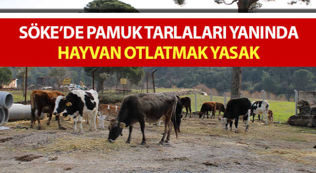 Pamuk tarlaları yanında hayvan otlatmak yasak