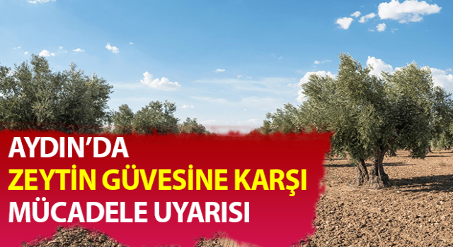 Zeytin güvesine karşı mücadele uyarısı