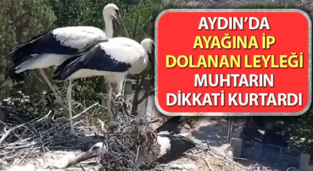 Ayağına ip dolanan leyleği muhtarın dikkati kurtardı