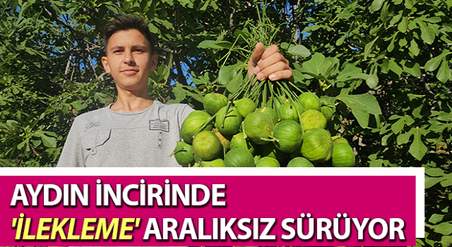 Aydın incirinde 'ilekleme' aralıksız sürüyor