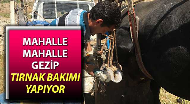 Aydın'da büyükbaş hayvanlara tırnak bakımı