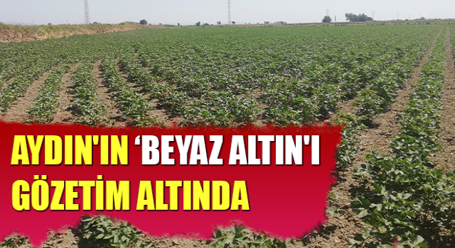 Aydın'ın ‘beyaz altın'ı gözetim altında