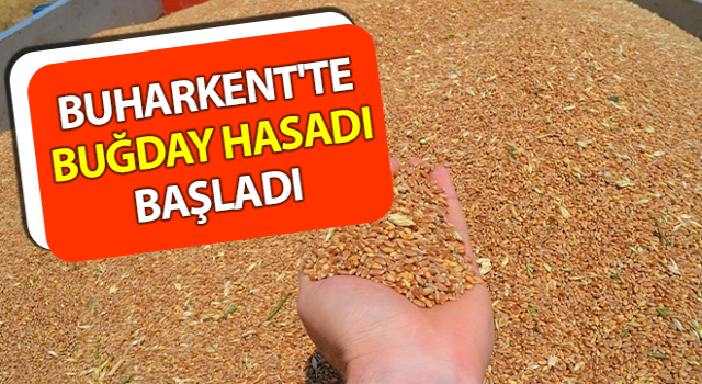 Buğday hasadı başladı