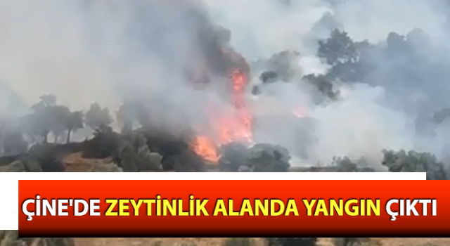 Çine'de zeytinlik alanda yangın çıktı