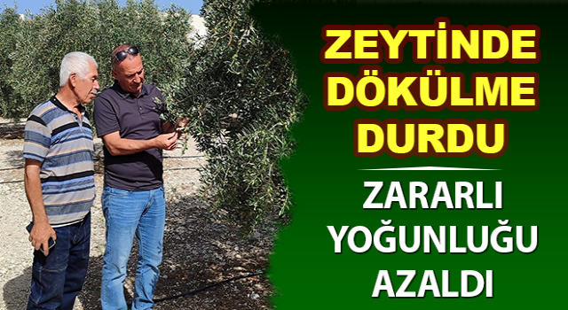 Didim’de zeytinde zararlı yoğunluğunun azaldığı tespit edildi