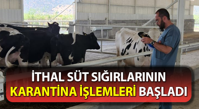 İthal süt sığırlarının karantina işlemleri başladı