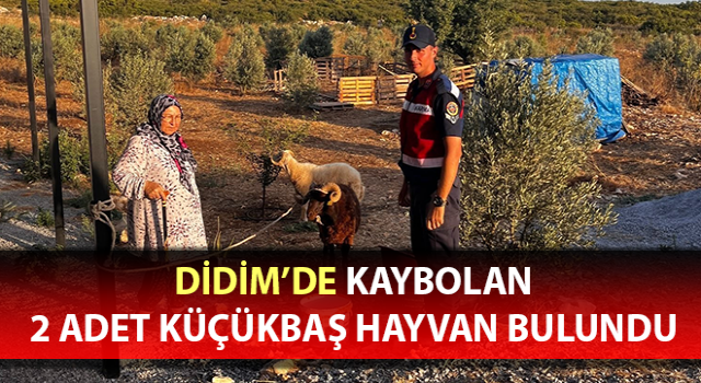 Kaybolan hayvanları jandarma buldu