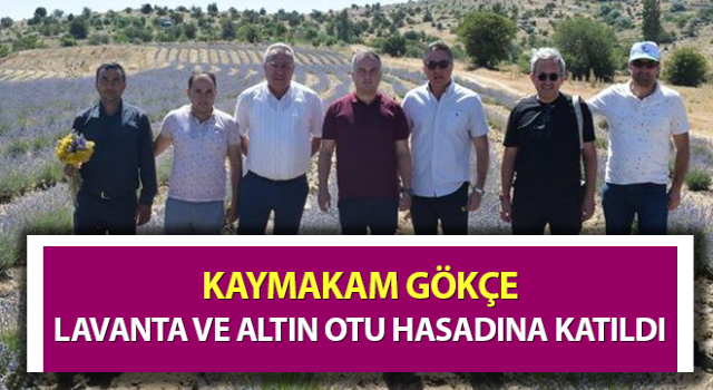 Kaymakam Gökçe, lavanta ve altın otu hasadına katıldı