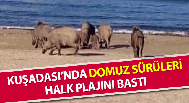 Kuşadası’nda sahili domuzlar bastı