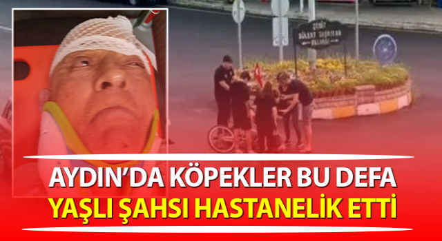 Nazilli’de köpekler yaşlı bir şahsı hastanelik etti