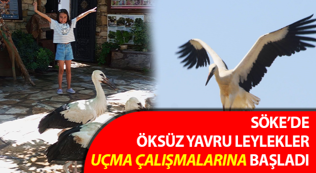 Öksüz yavru leylekler uçma çalışmalarına başladı