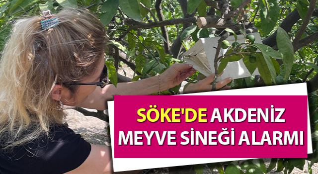 Söke'de Akdeniz Meyve Sineği alarmı