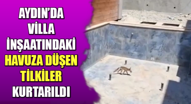 Villa inşaatındaki havuza düşen tilkiler kurtarıldı