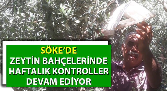 Zeytin bahçelerinde haftalık kontroller devam ediyor