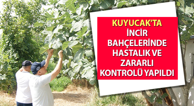 İncir bahçelerinde hastalık ve zararlı kontrolü yapıldı