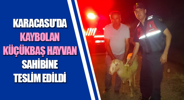 Karacasu'da kaybolan küçükbaş hayvan bulundu