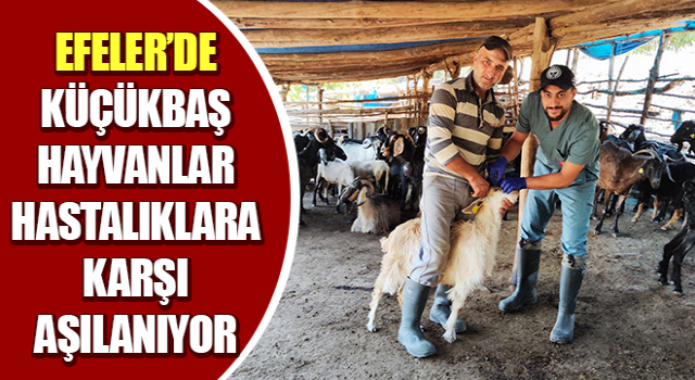 Küçükbaş hayvanlar hastalıklara karşı aşılanıyor