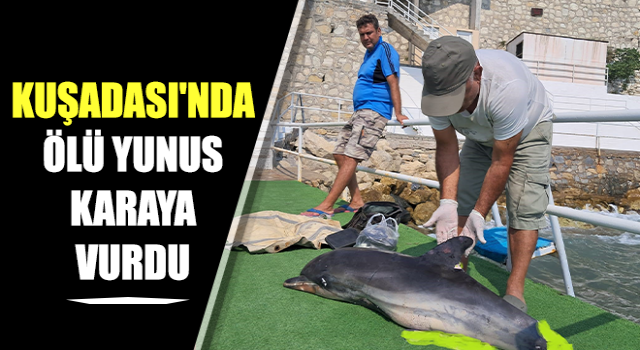 Kuşadası'nda ölü yunus karaya vurdu