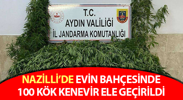 Nazilli’de evin bahçesinde 100 kök kenevir ele geçirildi