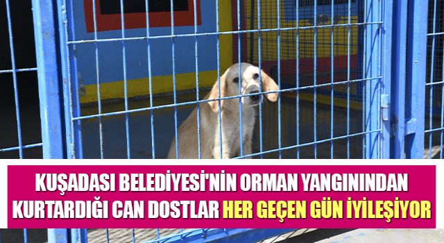 Orman yangınından kurtarılan can dostları her geçen gün iyileşiyor